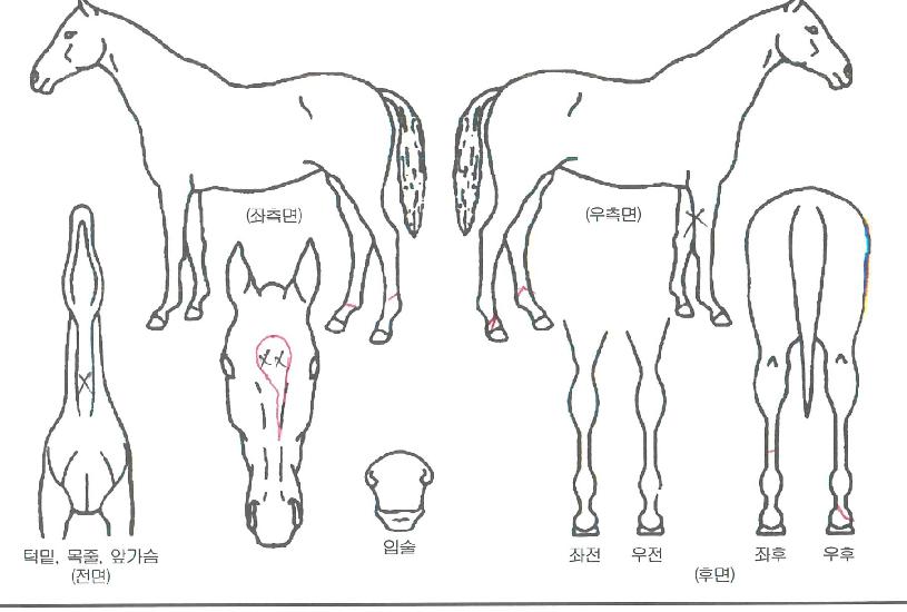 �ʵ���ȭ�� ����,���,�޸�,�λ�,�ٸ��� Ư¡����