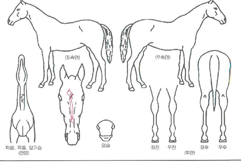°³ÃµÀÇ¿ëÀÇ Ãø¸é,¿ì¸é,µÞ¸é,µÎ»ó,´Ù¸®ÀÇ Æ¯Â¡µµÇØ