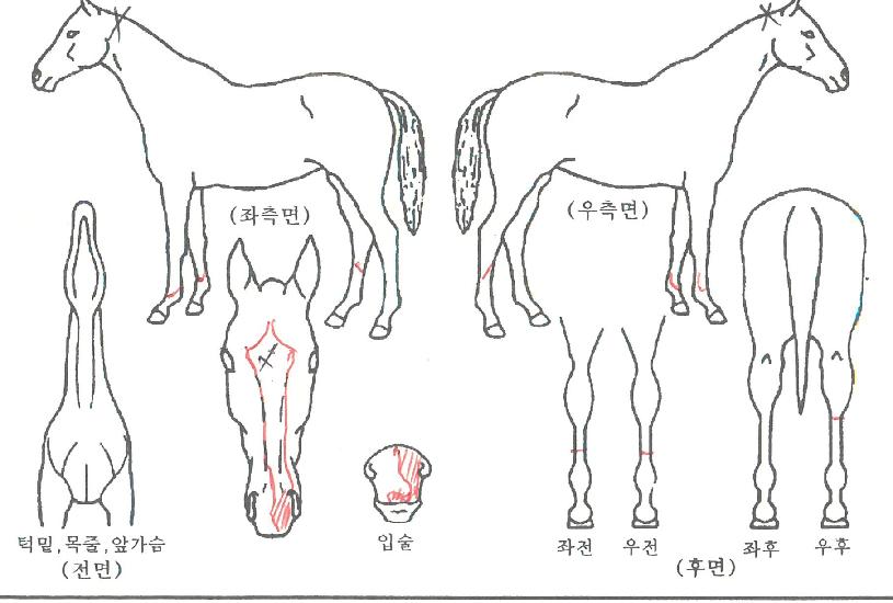 ¸í½ÅÆÄ¿öÀÇ Ãø¸é,¿ì¸é,µÞ¸é,µÎ»ó,´Ù¸®ÀÇ Æ¯Â¡µµÇØ