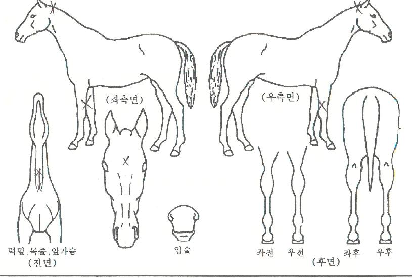 ·çÀ̹ÝÀÇ Ãø¸é,¿ì¸é,µÞ¸é,µÎ»ó,´Ù¸®ÀÇ Æ¯Â¡µµÇØ