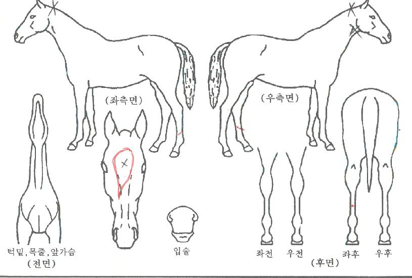 ��ī��ķ���� ����,���,�޸�,�λ�,�ٸ��� Ư¡����