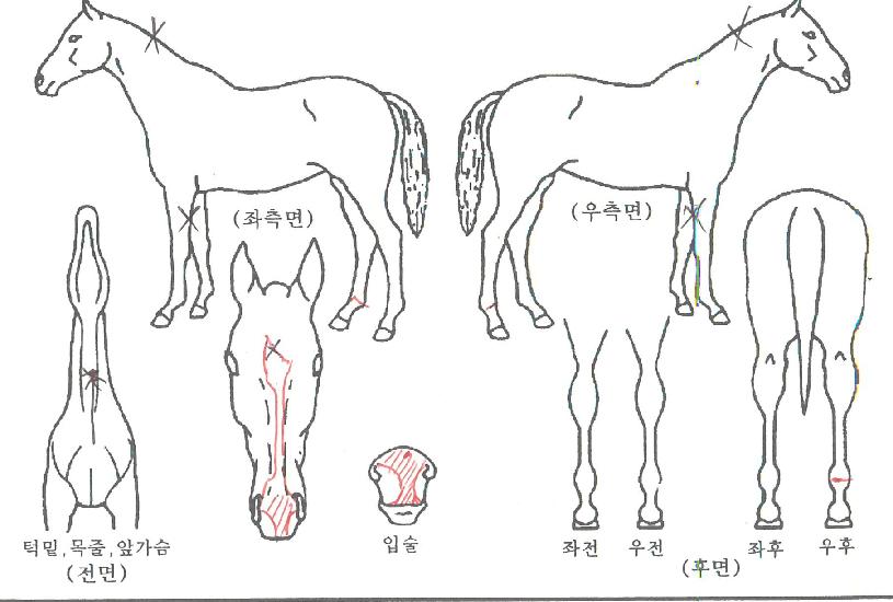È¯ÇØÀ强ÀÇ Ãø¸é,¿ì¸é,µÞ¸é,µÎ»ó,´Ù¸®ÀÇ Æ¯Â¡µµÇØ