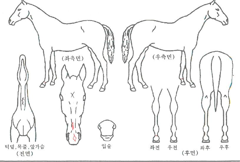 �ݹ߹̳��ڸ��� ����,���,�޸�,�λ�,�ٸ��� Ư¡����