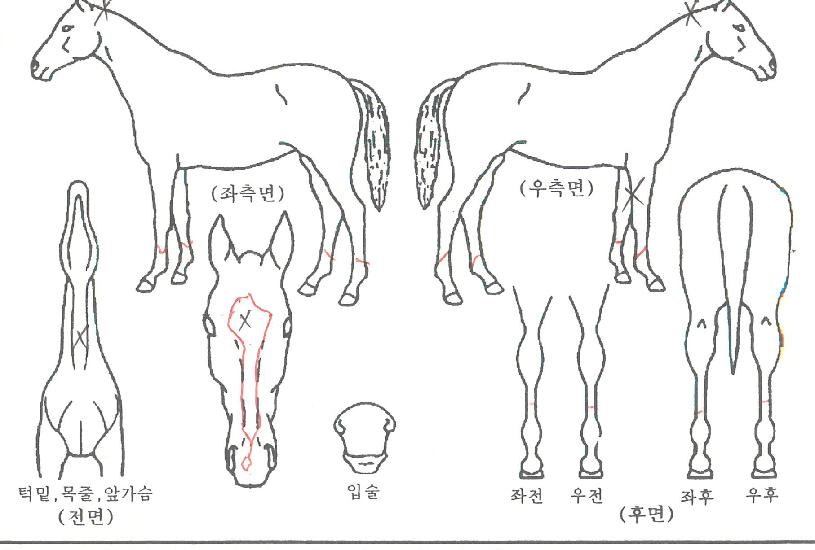 �ְ����Ǽ��� ����,���,�޸�,�λ�,�ٸ��� Ư¡����