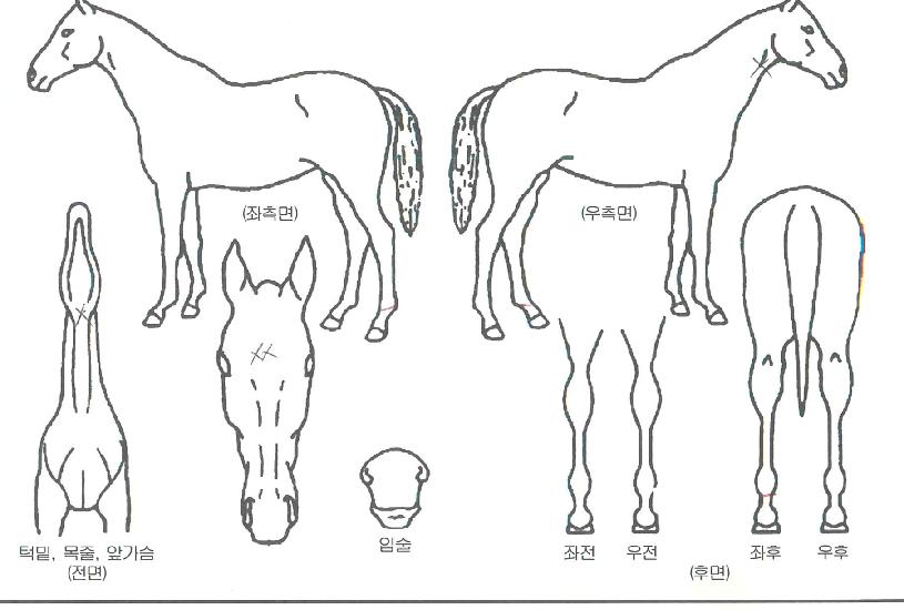 �����ȭ�� ����,���,�޸�,�λ�,�ٸ��� Ư¡����