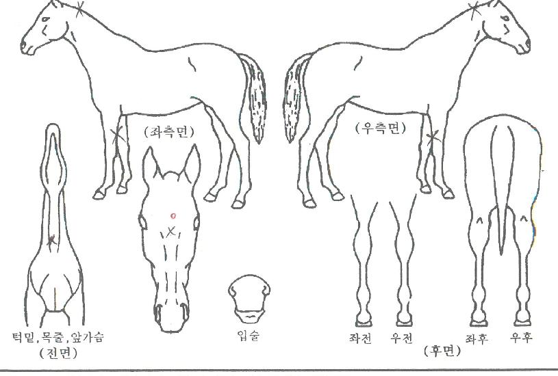 ��õ������ ����,���,�޸�,�λ�,�ٸ��� Ư¡����