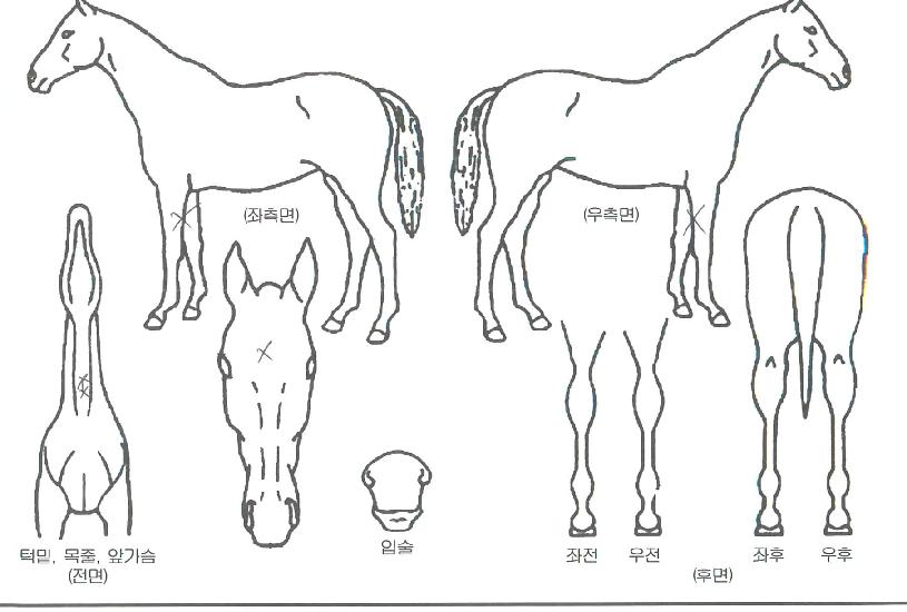 Çý¼º¿©¿ÕÀÇ Ãø¸é,¿ì¸é,µÞ¸é,µÎ»ó,´Ù¸®ÀÇ Æ¯Â¡µµÇØ