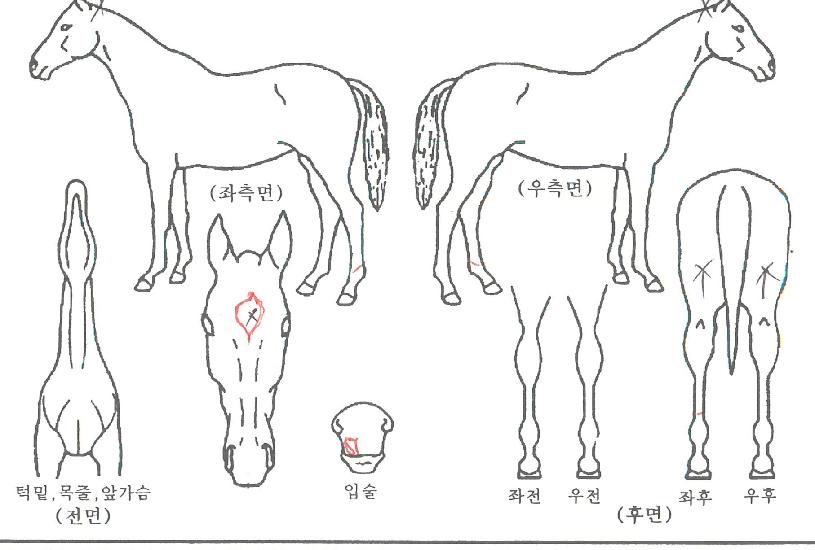 ´ëÀ¯¾ÆÀÌÄÜÀÇ Ãø¸é,¿ì¸é,µÞ¸é,µÎ»ó,´Ù¸®ÀÇ Æ¯Â¡µµÇØ
