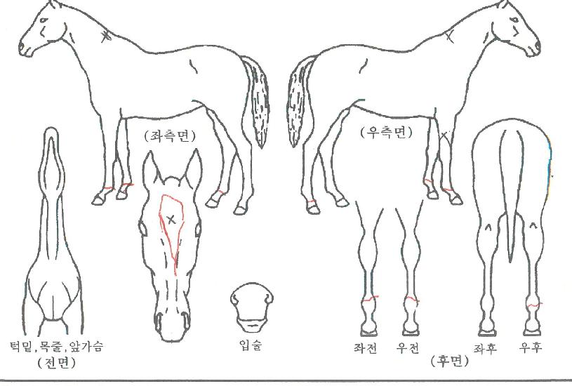 ÇϾ߷κñÀÇ Ãø¸é,¿ì¸é,µÞ¸é,µÎ»ó,´Ù¸®ÀÇ Æ¯Â¡µµÇØ