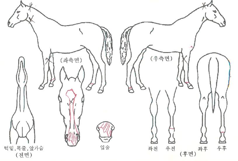 ÇØÇÇ·¹À̵ðÀÇ Ãø¸é,¿ì¸é,µÞ¸é,µÎ»ó,´Ù¸®ÀÇ Æ¯Â¡µµÇØ