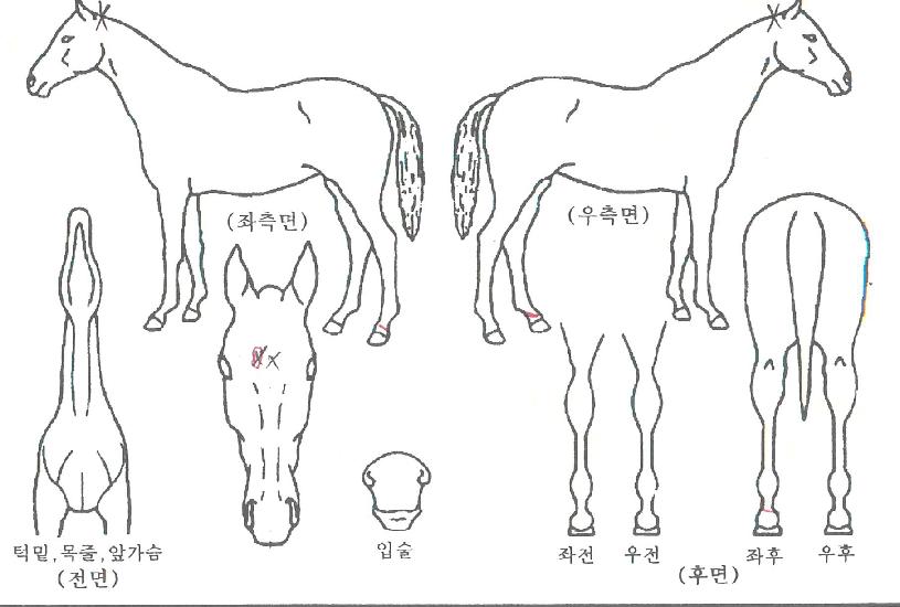 ������������ ����,���,�޸�,�λ�,�ٸ��� Ư¡����