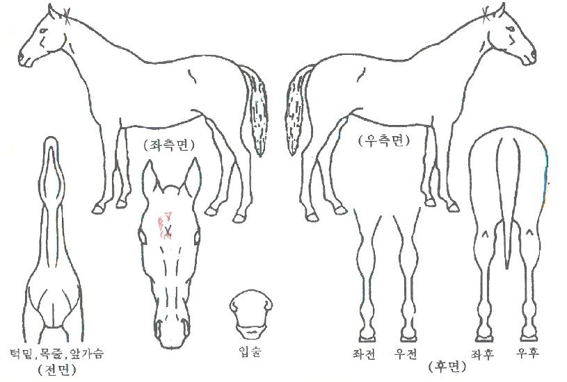 ȯ»óÀÇÁúÁÖÀÇ Ãø¸é,¿ì¸é,µÞ¸é,µÎ»ó,´Ù¸®ÀÇ Æ¯Â¡µµÇØ