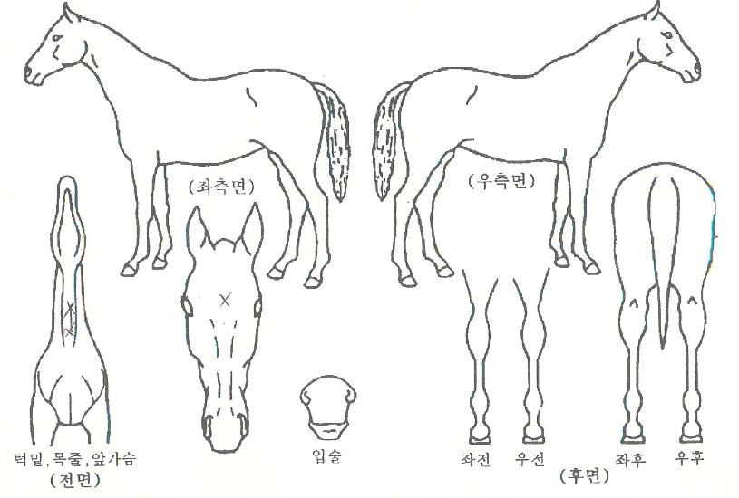 ����Ʈ���� ����,���,�޸�,�λ�,�ٸ��� Ư¡����