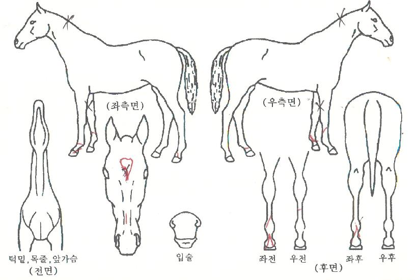 õ�ϴ���� ����,���,�޸�,�λ�,�ٸ��� Ư¡����