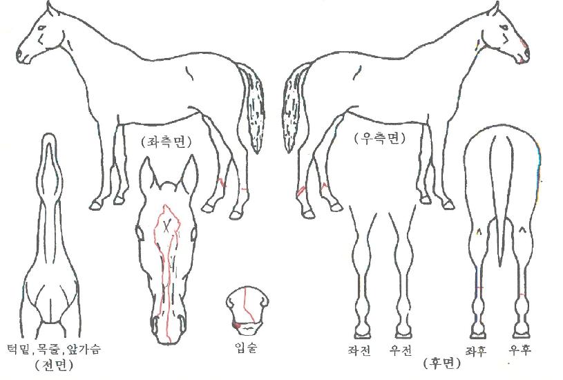 �����Ƽ�� ����,���,�޸�,�λ�,�ٸ��� Ư¡����