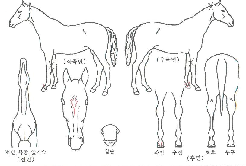 ���ϸ����� ����,���,�޸�,�λ�,�ٸ��� Ư¡����