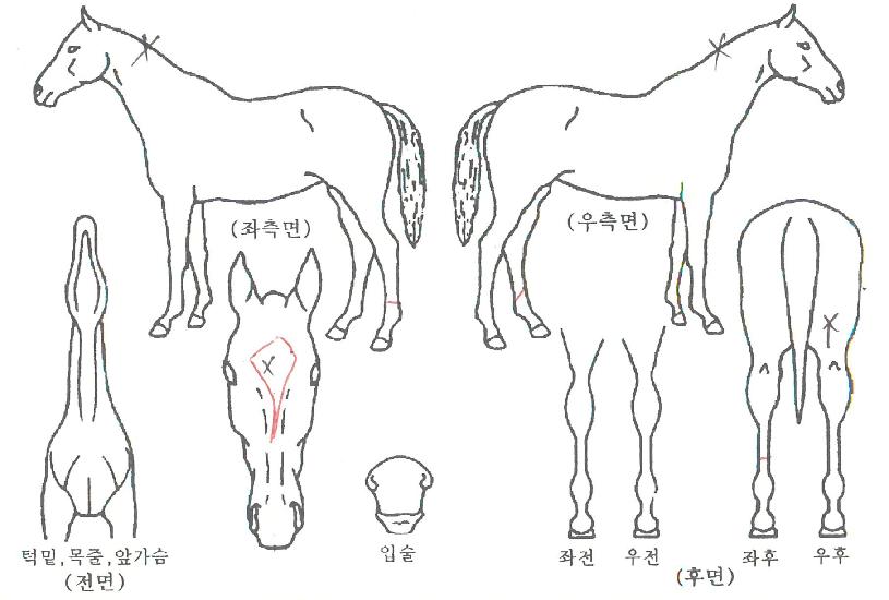 ���̵��ڸ��� ����,���,�޸�,�λ�,�ٸ��� Ư¡����