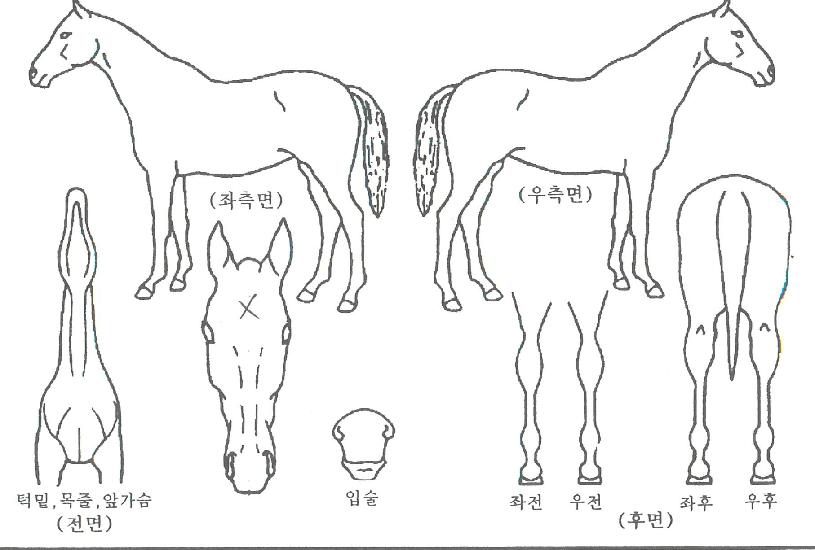 ÇÏ´ÃÀǽºÅ¸ÀÇ Ãø¸é,¿ì¸é,µÞ¸é,µÎ»ó,´Ù¸®ÀÇ Æ¯Â¡µµÇØ