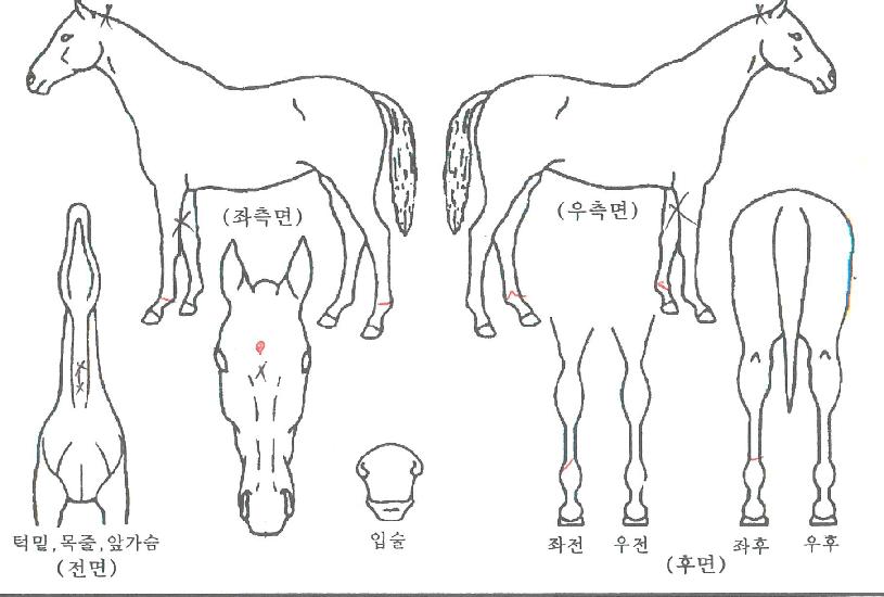 ���Ѱ����� ����,���,�޸�,�λ�,�ٸ��� Ư¡����