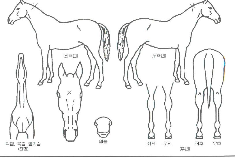 ���οȲ�� ����,���,�޸�,�λ�,�ٸ��� Ư¡����