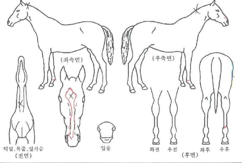 ����ȣ���� ����,���,�޸�,�λ�,�ٸ��� Ư¡����