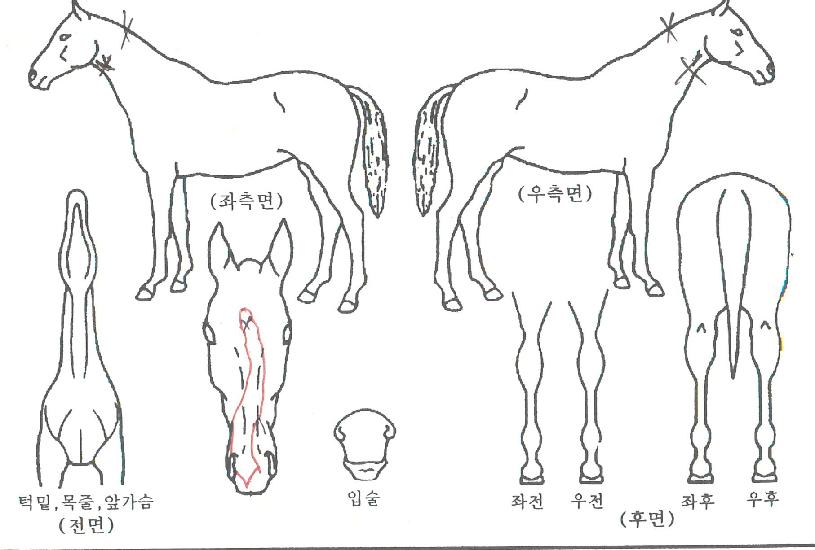 ½´ÆÛĸƾÀÇ Ãø¸é,¿ì¸é,µÞ¸é,µÎ»ó,´Ù¸®ÀÇ Æ¯Â¡µµÇØ