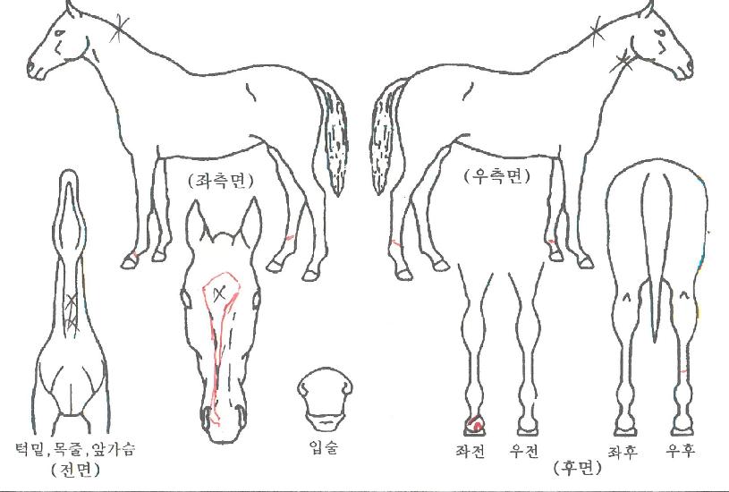 ����������� ����,���,�޸�,�λ�,�ٸ��� Ư¡����