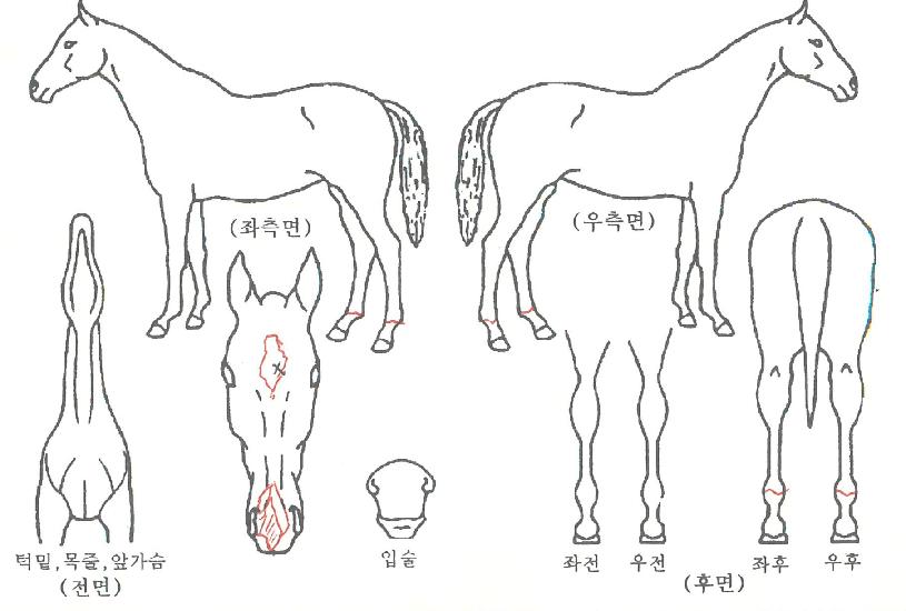 ����ź���� ����,���,�޸�,�λ�,�ٸ��� Ư¡����