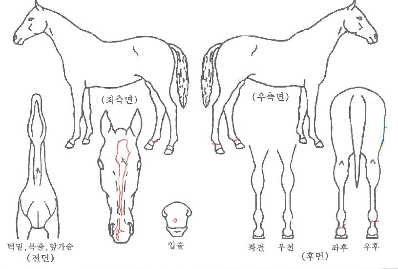 ¸ÞÀÎÆÄ¿öÀÇ Ãø¸é,¿ì¸é,µÞ¸é,µÎ»ó,´Ù¸®ÀÇ Æ¯Â¡µµÇØ