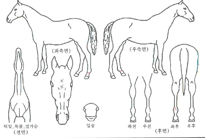 �̽�����ƾ�� ����,���,�޸�,�λ�,�ٸ��� Ư¡����