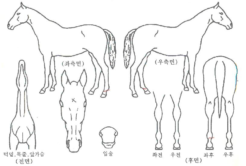 ¹Ý½ºÅ¸¿þÀÌÀÇ Ãø¸é,¿ì¸é,µÞ¸é,µÎ»ó,´Ù¸®ÀÇ Æ¯Â¡µµÇØ