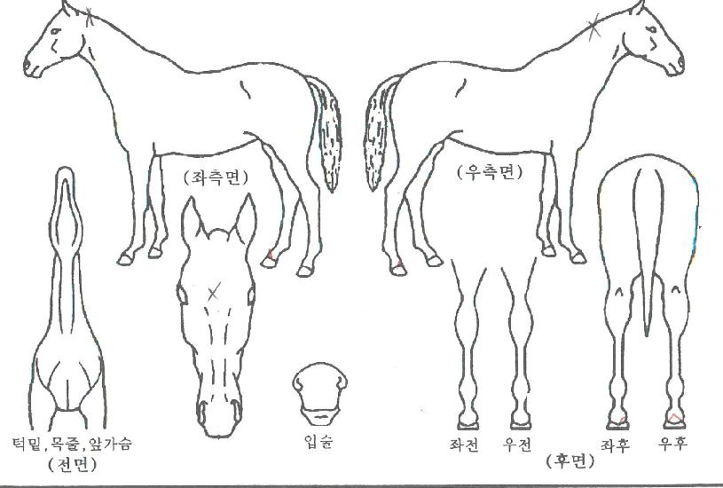 ÆÈÄÜÀÇ Ãø¸é,¿ì¸é,µÞ¸é,µÎ»ó,´Ù¸®ÀÇ Æ¯Â¡µµÇØ