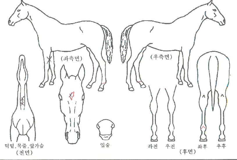 ¾ËÆÄº£½ºÆ®ÀÇ Ãø¸é,¿ì¸é,µÞ¸é,µÎ»ó,´Ù¸®ÀÇ Æ¯Â¡µµÇØ