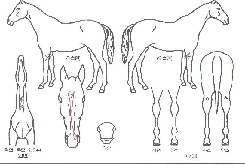 ����ī�������� ����,���,�޸�,�λ�,�ٸ��� Ư¡����