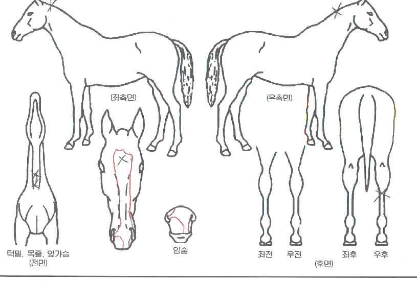 �극��ŷ������ ����,���,�޸�,�λ�,�ٸ��� Ư¡����