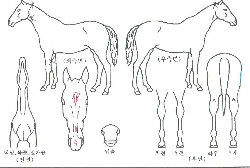 ¸ùŰ»è½ºÀÇ Ãø¸é,¿ì¸é,µÞ¸é,µÎ»ó,´Ù¸®ÀÇ Æ¯Â¡µµÇØ