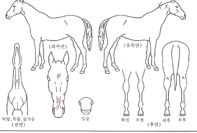 ���̾Ʒ����� ����,���,�޸�,�λ�,�ٸ��� Ư¡����