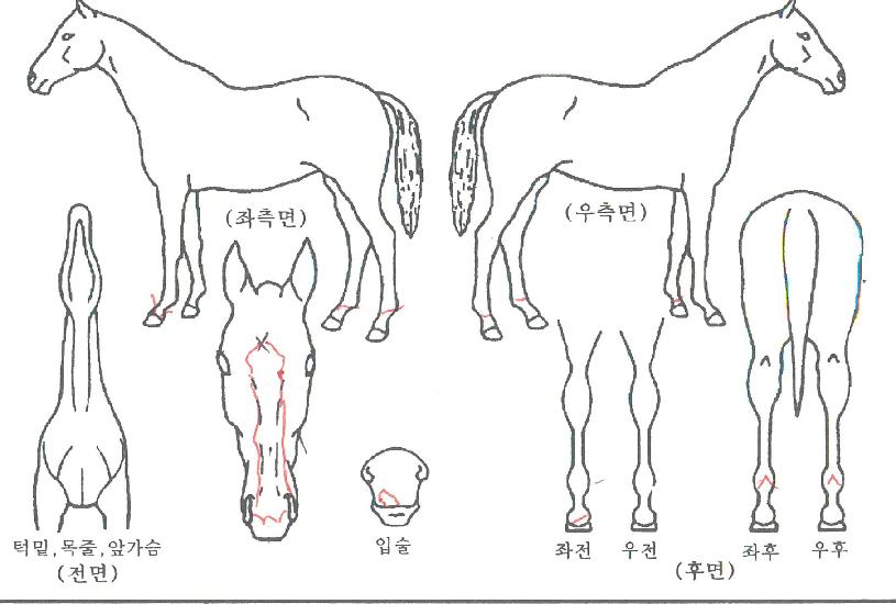 ��彺Ź�� ����,���,�޸�,�λ�,�ٸ��� Ư¡����