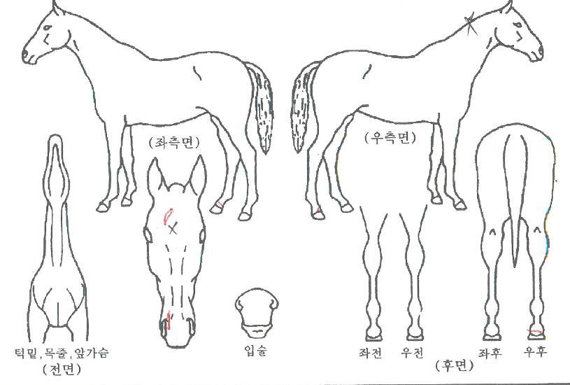 Ãʵ¿·¹À̽ºÀÇ Ãø¸é,¿ì¸é,µÞ¸é,µÎ»ó,´Ù¸®ÀÇ Æ¯Â¡µµÇØ