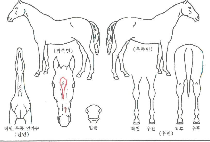 µ¿³²·°Å°ÀÇ Ãø¸é,¿ì¸é,µÞ¸é,µÎ»ó,´Ù¸®ÀÇ Æ¯Â¡µµÇØ