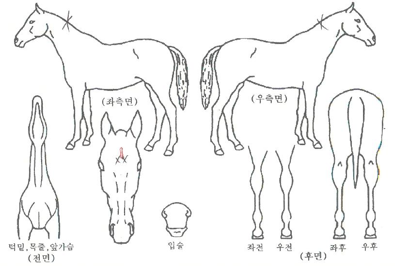 ½ºÄ«À̹ë·ùÀÇ Ãø¸é,¿ì¸é,µÞ¸é,µÎ»ó,´Ù¸®ÀÇ Æ¯Â¡µµÇØ