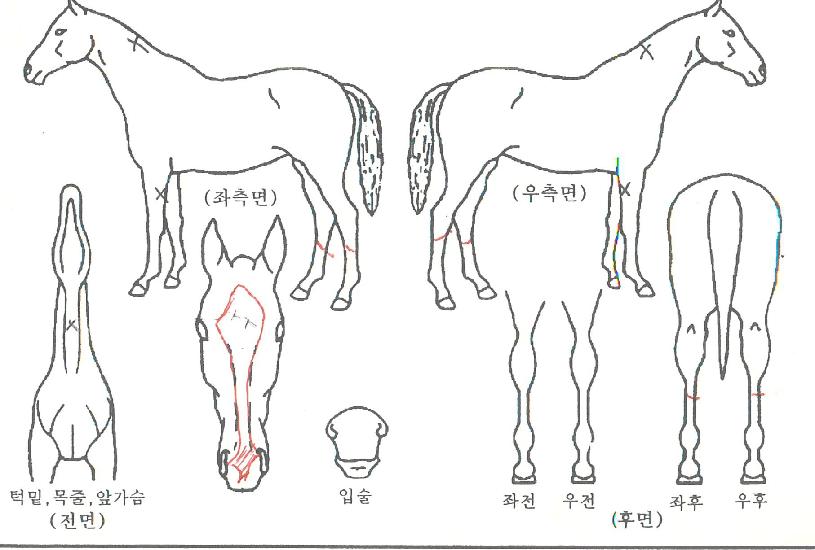 ����ȣũ�� ����,���,�޸�,�λ�,�ٸ��� Ư¡����