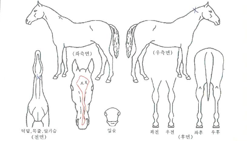 ´ç´çÇÑ¿©°ÉÀÇ Ãø¸é,¿ì¸é,µÞ¸é,µÎ»ó,´Ù¸®ÀÇ Æ¯Â¡µµÇØ