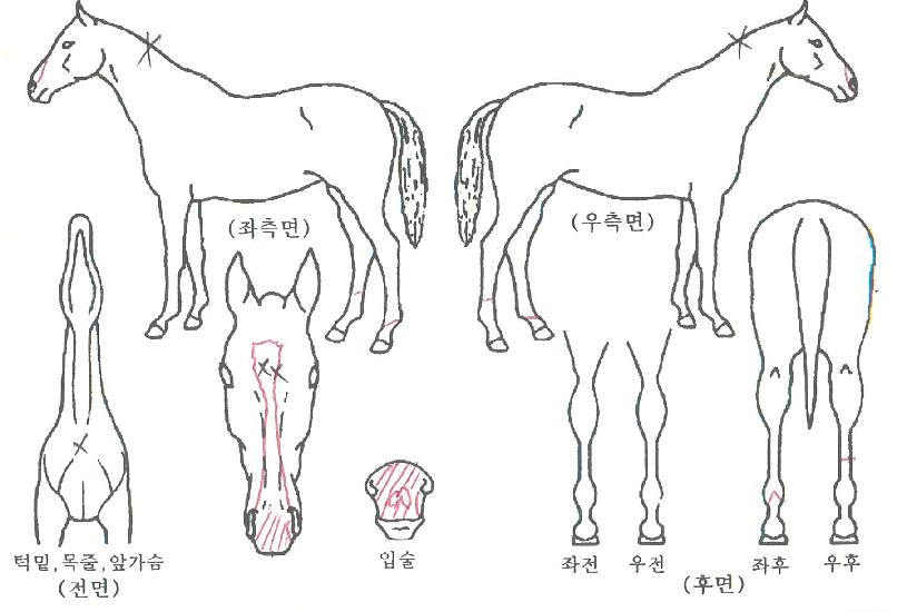 ¼±Áø°±ºÀÇ Ãø¸é,¿ì¸é,µÞ¸é,µÎ»ó,´Ù¸®ÀÇ Æ¯Â¡µµÇØ