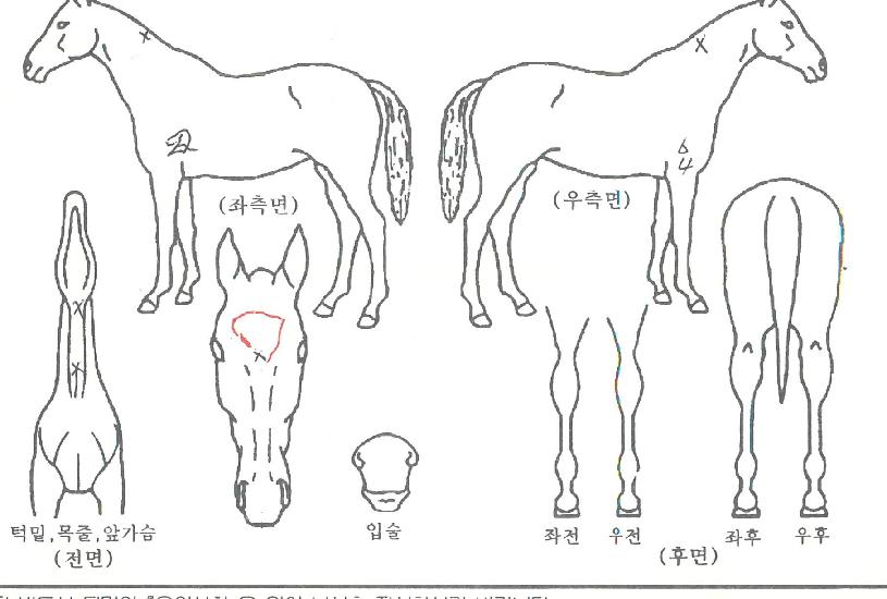 ����������ī�ϸ��ڸ��� ����,���,�޸�,�λ�,�ٸ��� Ư¡����