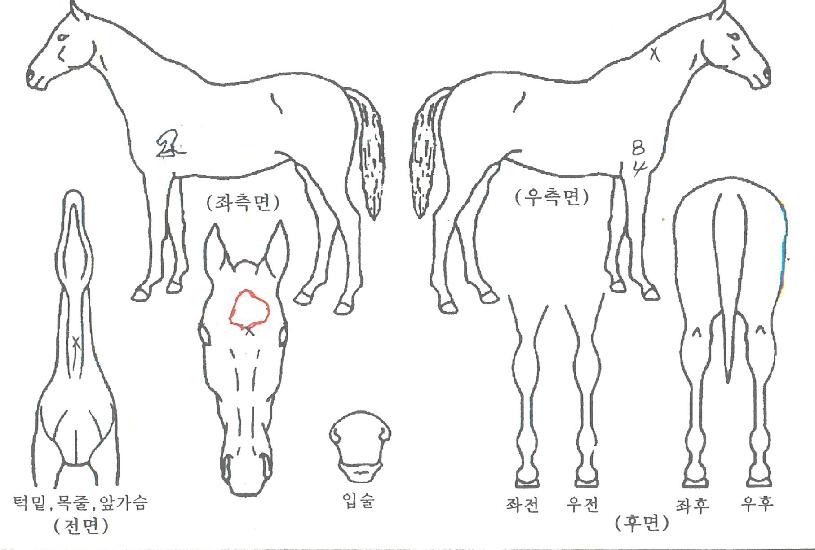 ³ëºí·¹½º¸ÇÀÇ Ãø¸é,¿ì¸é,µÞ¸é,µÎ»ó,´Ù¸®ÀÇ Æ¯Â¡µµÇØ