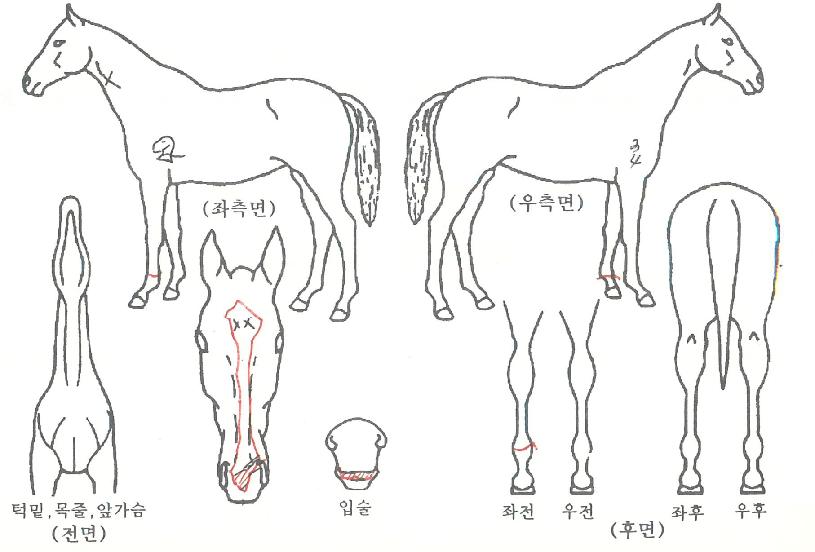 ¸ÞÅÚ¸®Â÷ÀÇ Ãø¸é,¿ì¸é,µÞ¸é,µÎ»ó,´Ù¸®ÀÇ Æ¯Â¡µµÇØ