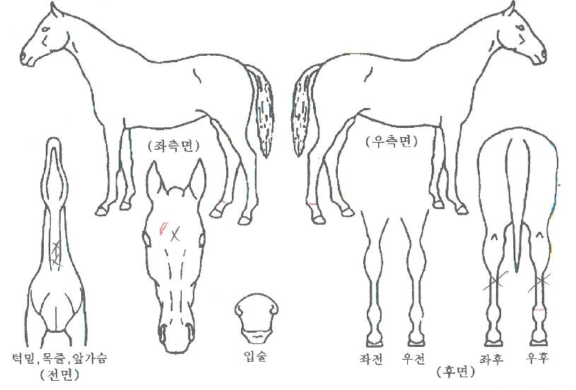 û���� ����,���,�޸�,�λ�,�ٸ��� Ư¡����