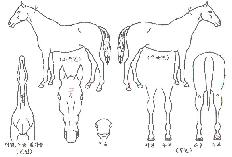 ÆÄƼ¾î°ÔÀÎÀÇ Ãø¸é,¿ì¸é,µÞ¸é,µÎ»ó,´Ù¸®ÀÇ Æ¯Â¡µµÇØ