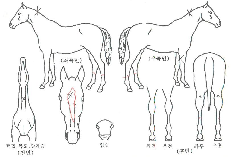 ���ְ����� ����,���,�޸�,�λ�,�ٸ��� Ư¡����